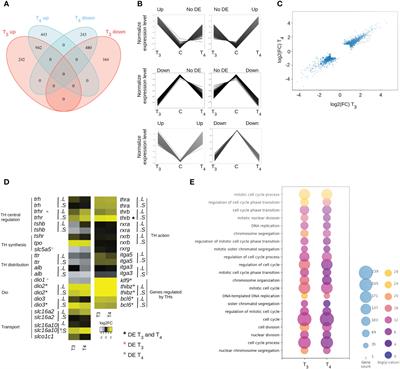 Overlapping action of T3 and T4 during Xenopus laevis development